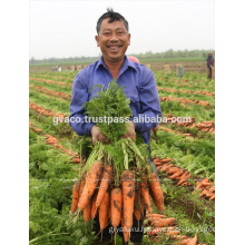 FRESH CARROT EXPORTER TOP QUALITY 270 USD/ TONS